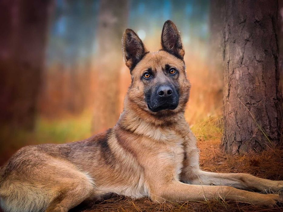 Precel - wspaniały, piękny pies w typie owczarka