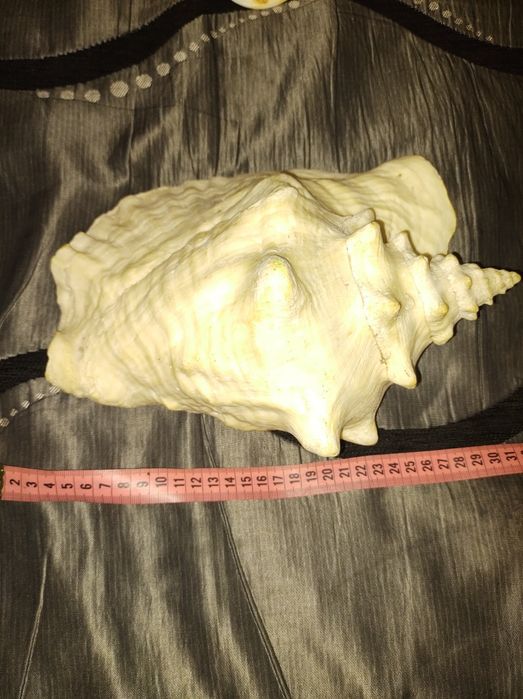 Огромная раковина  из моря