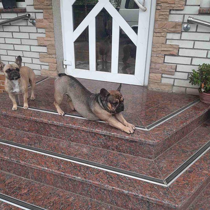 Французький бульдог в'язка