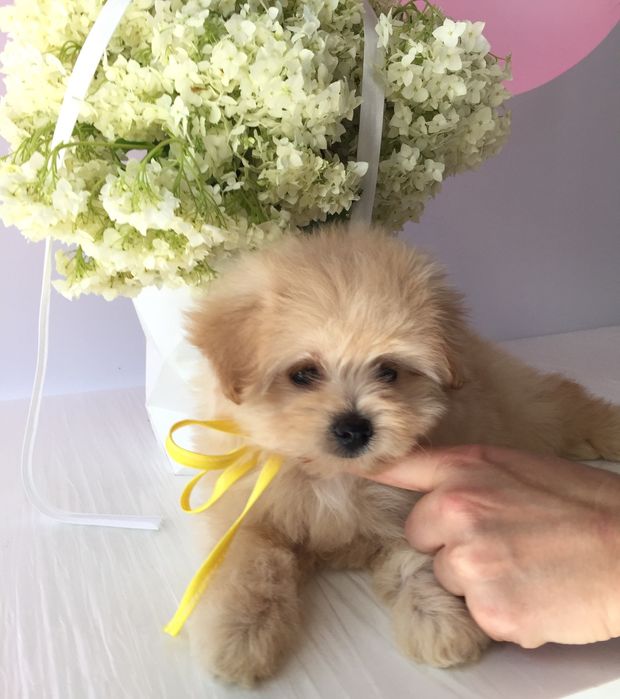 Помапу — Маленькі моделі для обіймів