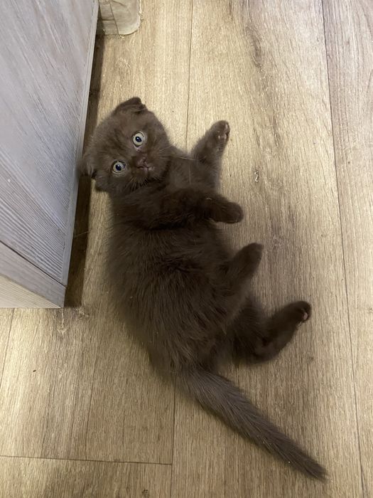 Шотландские котята