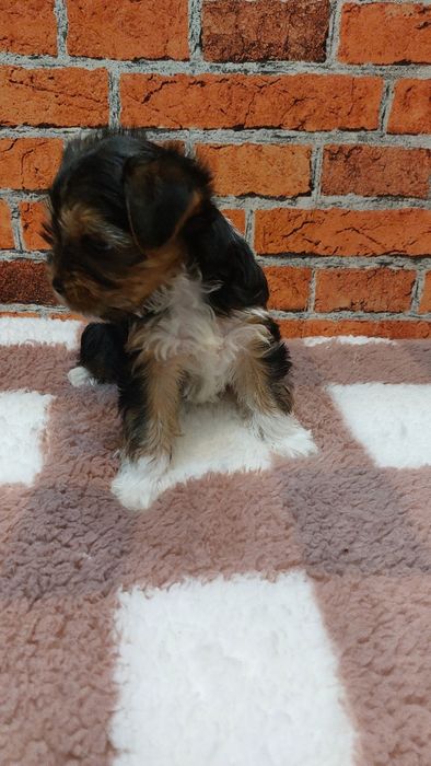 Dziewczynka yorkshire