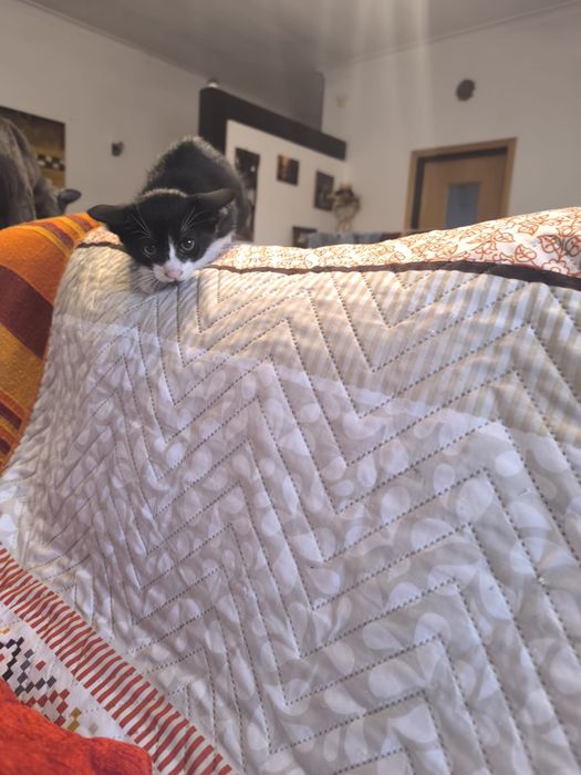 Gatos para adopcão responsável