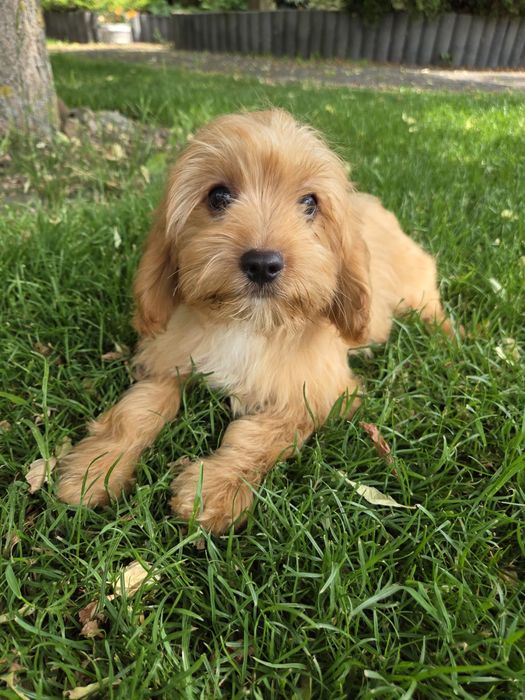 Cavapoo szczeniak