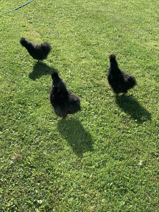 Китайська шовкова кури