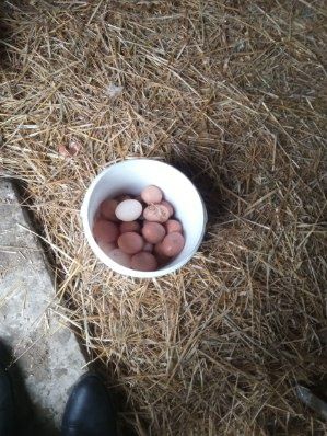 Sprzedam kury nioski