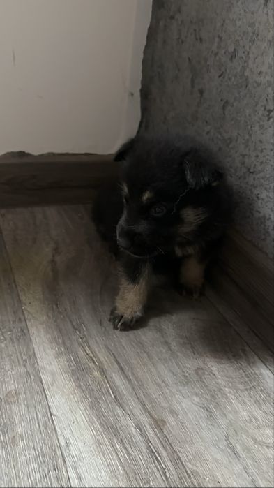 Цуцики німецької вівчарки