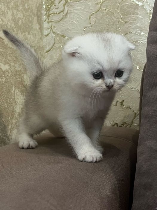Британські котята срібна шиншила