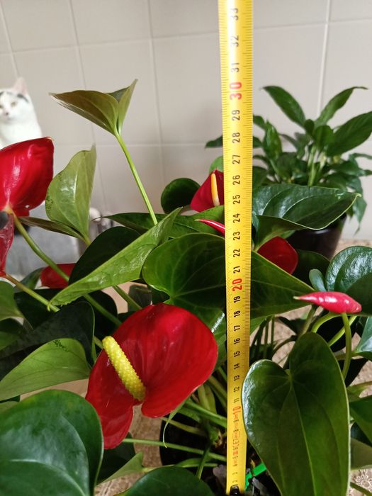 Anturium duże i kwitnące