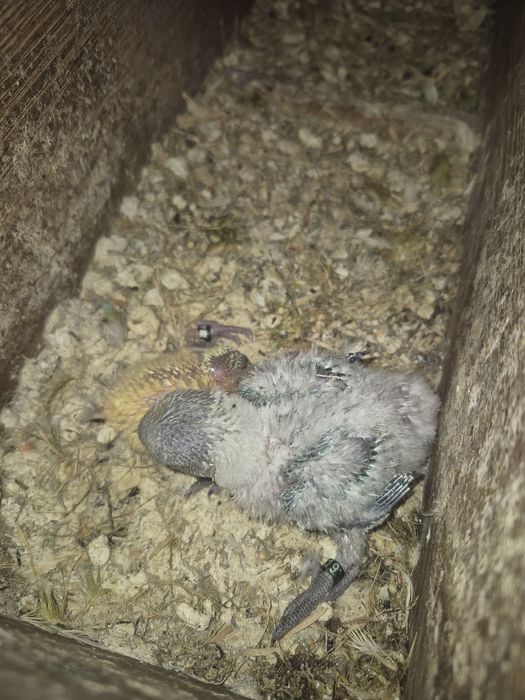 Agapornis rosicollis  bebés