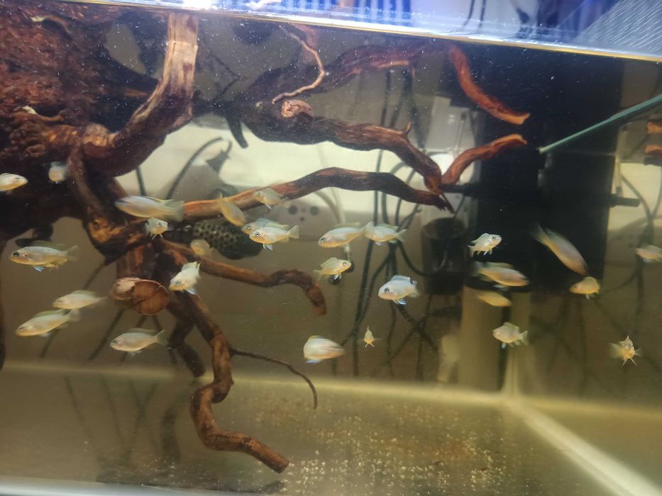Aquário e peixes