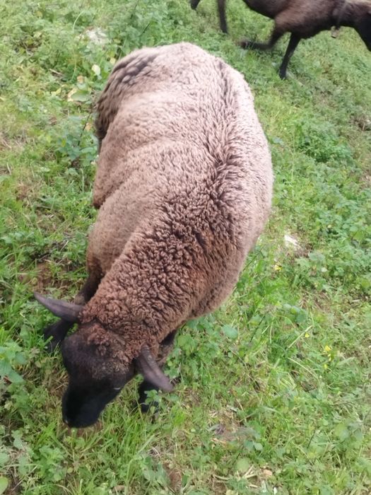 ovelha  prenha  muito mansinha