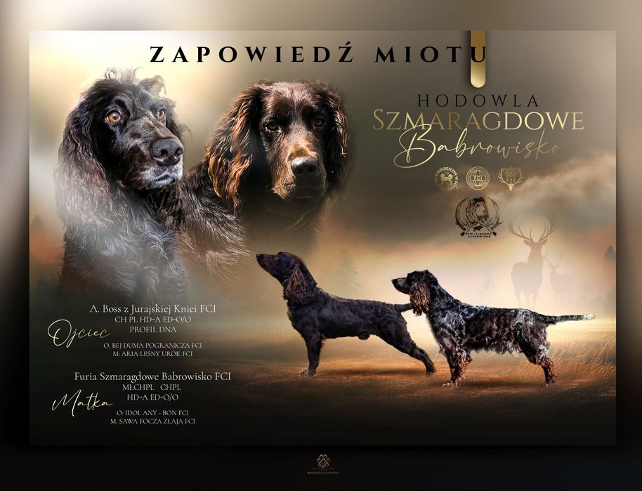 Płochacz niemiecki WACHTELHUND - zapowiedź miotu