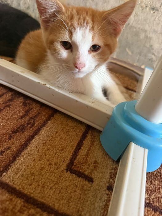 Котики безкоштовно