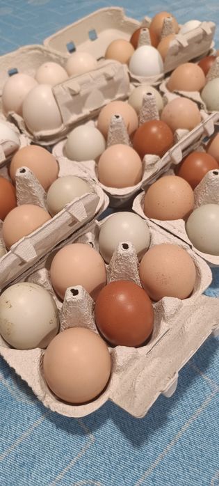 Ovos caseiros Galinha/Pata/Codorniz