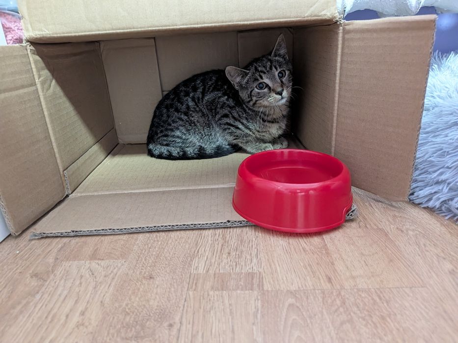 3,5 msc Tosia do adopcji! Dom niewychodzący