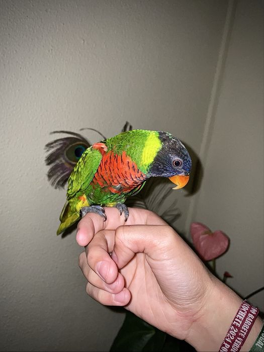 Lóris-arco-íris com cerca de 5 meses