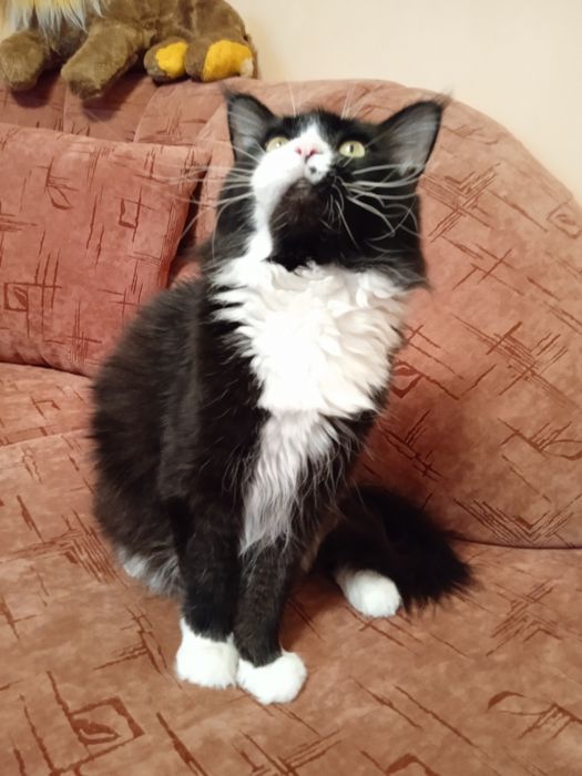 Марсель запрошує куночку .