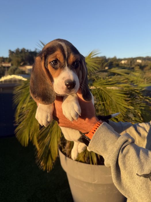 Beagle menina top Arnoso (Santa Maria E Santa Eulália) E Sezures • OLX.pt