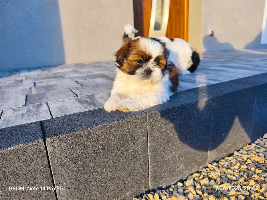 Shih Tzu szczeniak