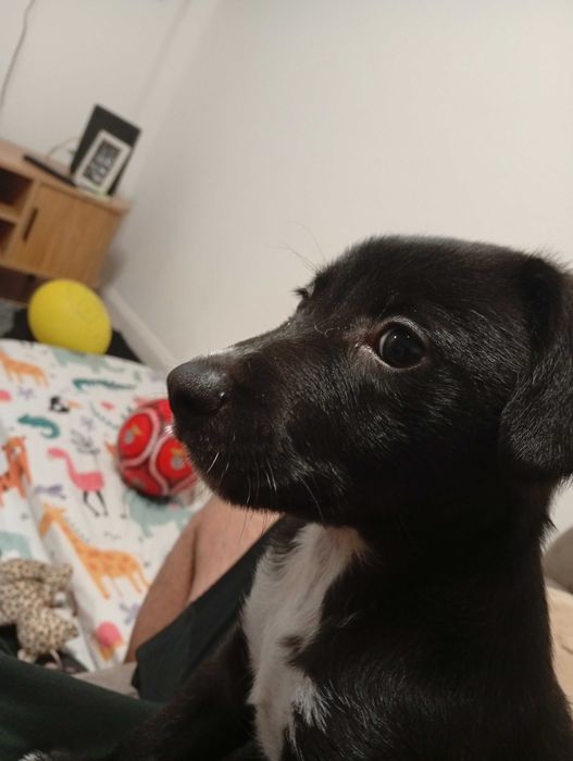 Cão para doação