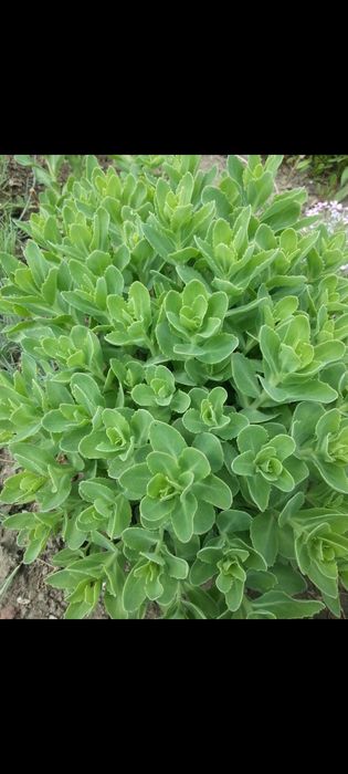 Rozchodnik okazały kwiaty byliny wieloletnie