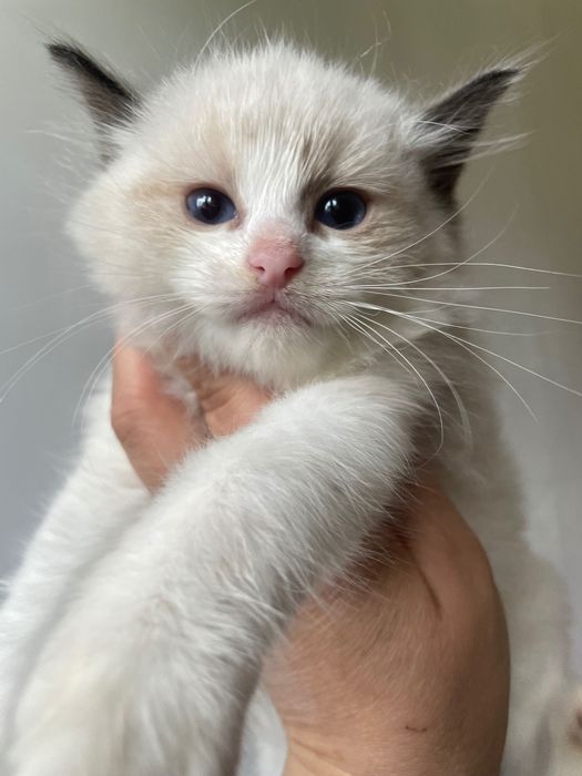 Koteczka   Ragdoll Ragdolle cudna zaraz gotowa do odbioru