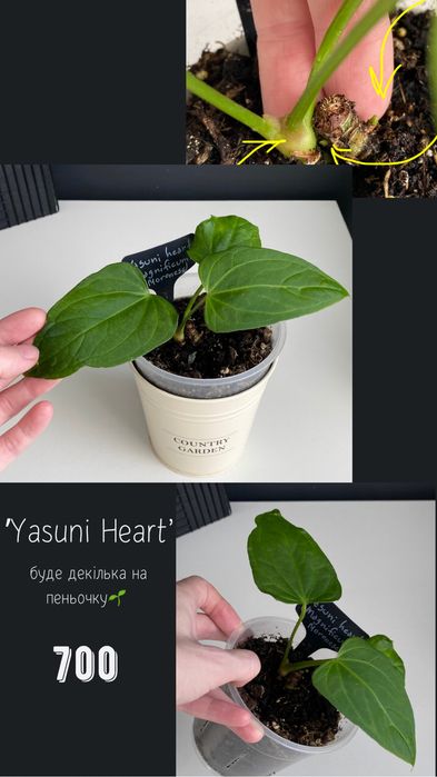Антуріум Anthurium ‘Yasuni heart’ на дві рослинки