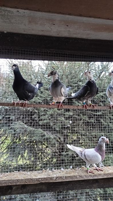 Staropolskie  młode i starsze