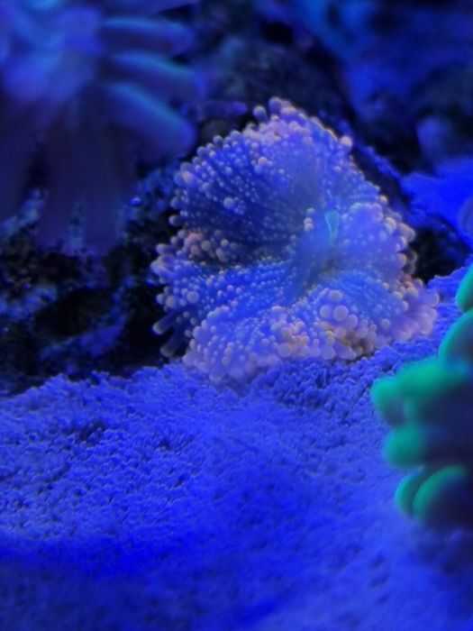 Vendo corais lps e soft