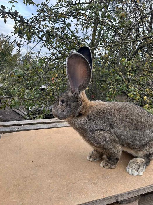 Кролики порода  Фландер( Бельгійський велікан)