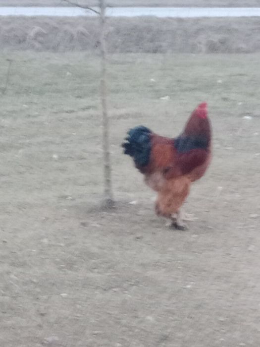 Kogut brachma olbrzymia