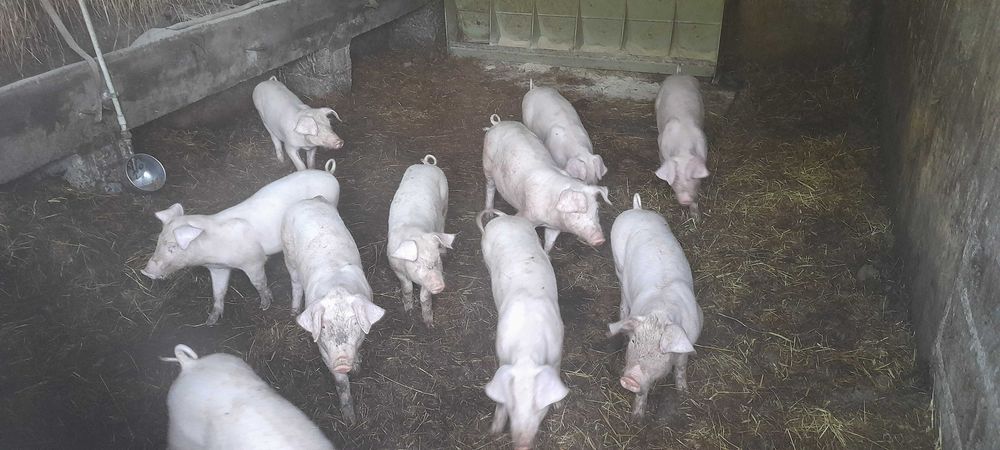 Sprzedam duze prosieta 12 tygodniowe.