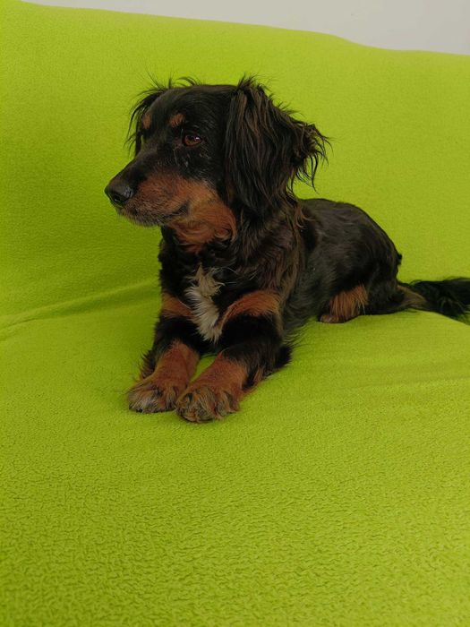 Cloe poleca się do adopcji