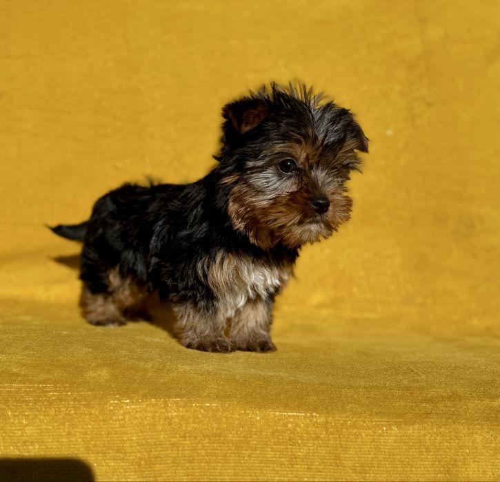 York Terrier z Rodowodem