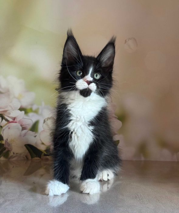 Kocurek Maine Coon Amigo