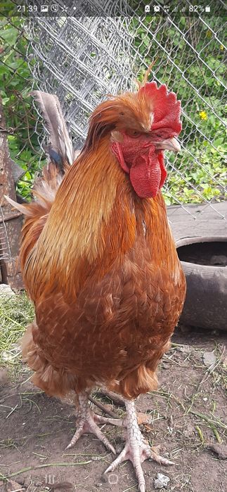 Кавалер в курячу сімейку