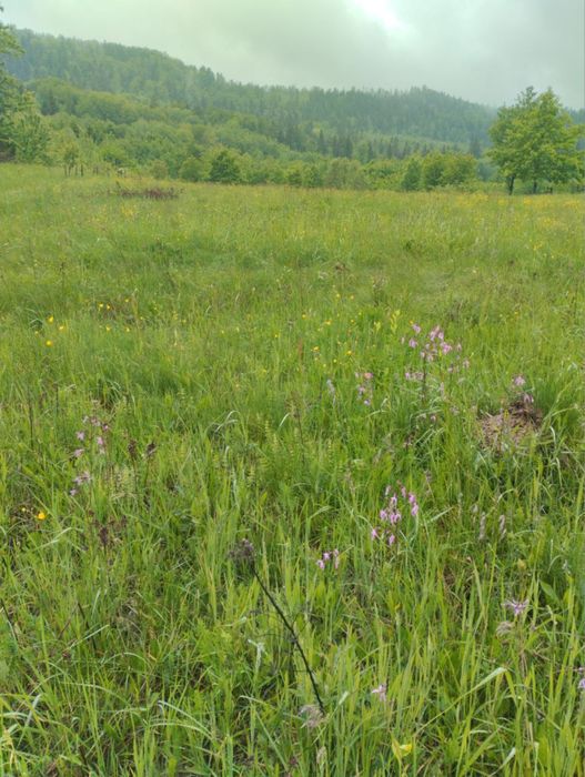 Земельна ділянка