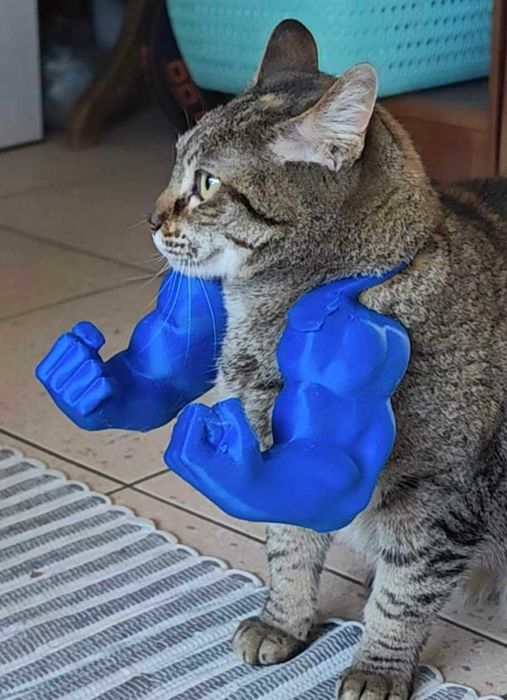 Braços Para Gato Bíceps Músculo Braço Do Hulk Engraçado