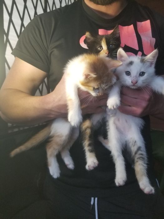 Бортничі. Кошеня. Кошенята. Безкоштовно.