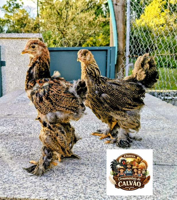 Brahma Perdiz pintos franguinhos