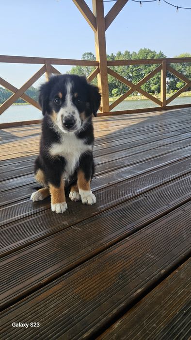 Amerykanski Owczarek Miniaturowy