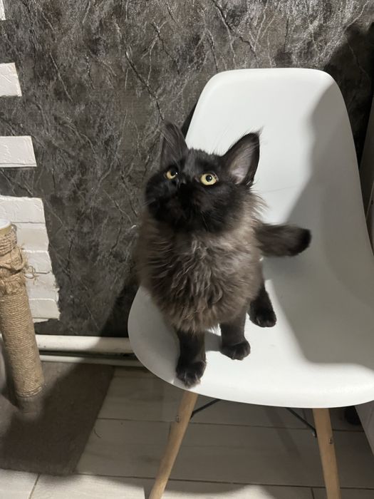 Продам кошенят мейн кун