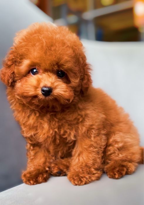 Шикарная кукольная девочка тедди пудель супермини