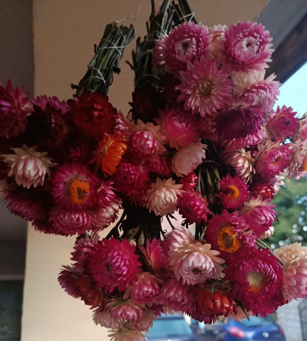 Suszone kwiaty kocanki bukiety