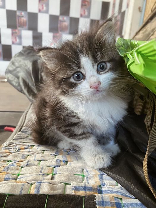 Котики в добрі руки