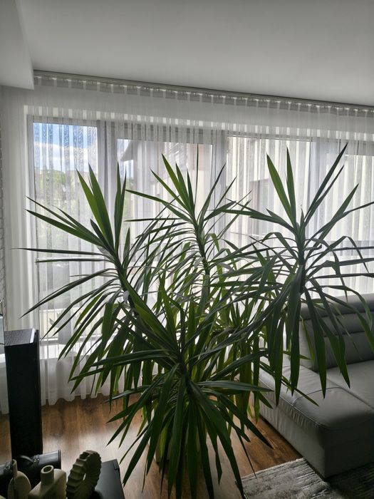 Juka (yucca)- piękna, rozłożysta, duża- Wrocław