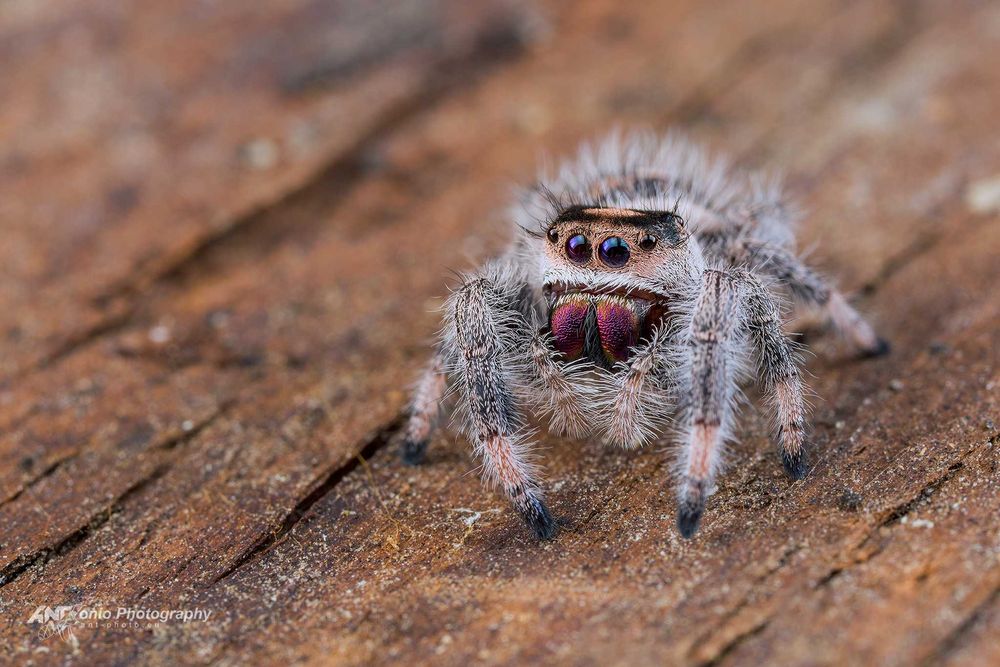 Skakun Phidippus regius Everglades samiczka L7/8