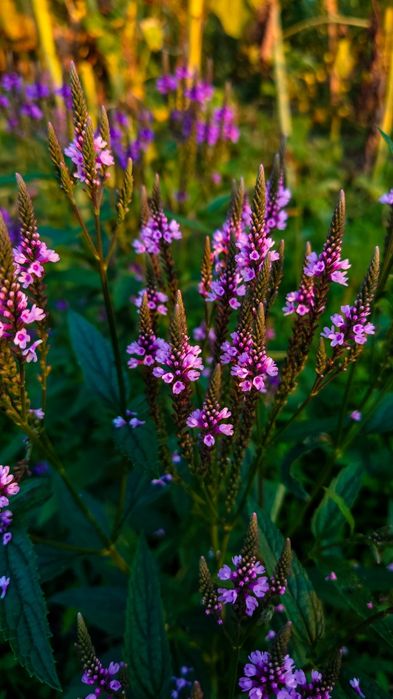 Семена лекарственных растений, Насіння лікарських трав