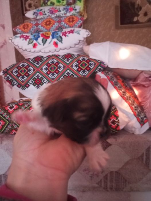 Продам щенков королівський пікінес